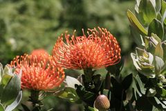 Protea im Paarl Moutain Nature Reserve Südafrika 8