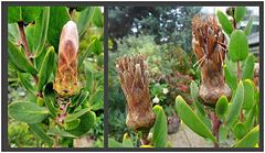 Protea lacticolor