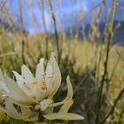 Protea; late evening