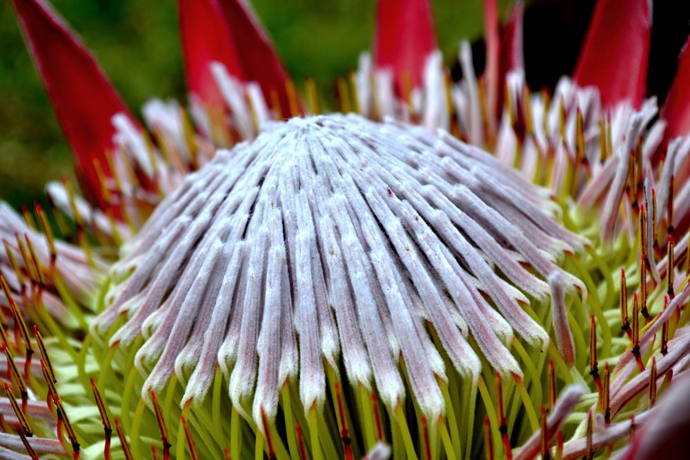 Protea makro von SaschaKirchner 