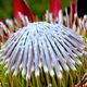 Protea makro