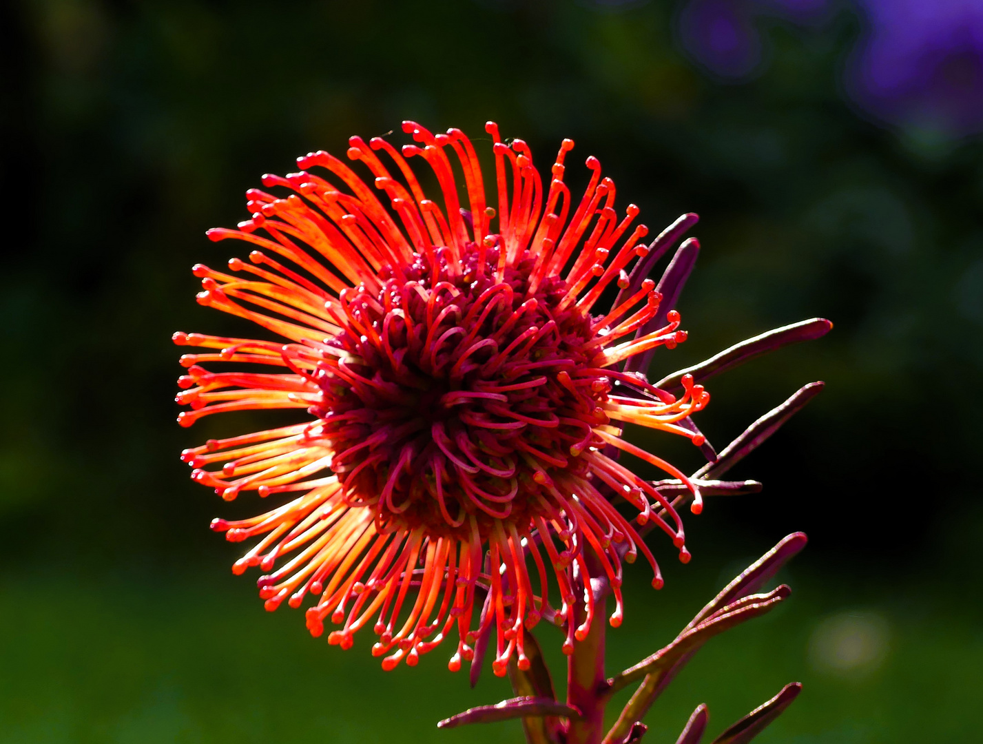 Protea mit Sonne