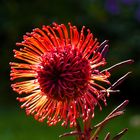 Protea mit Sonne