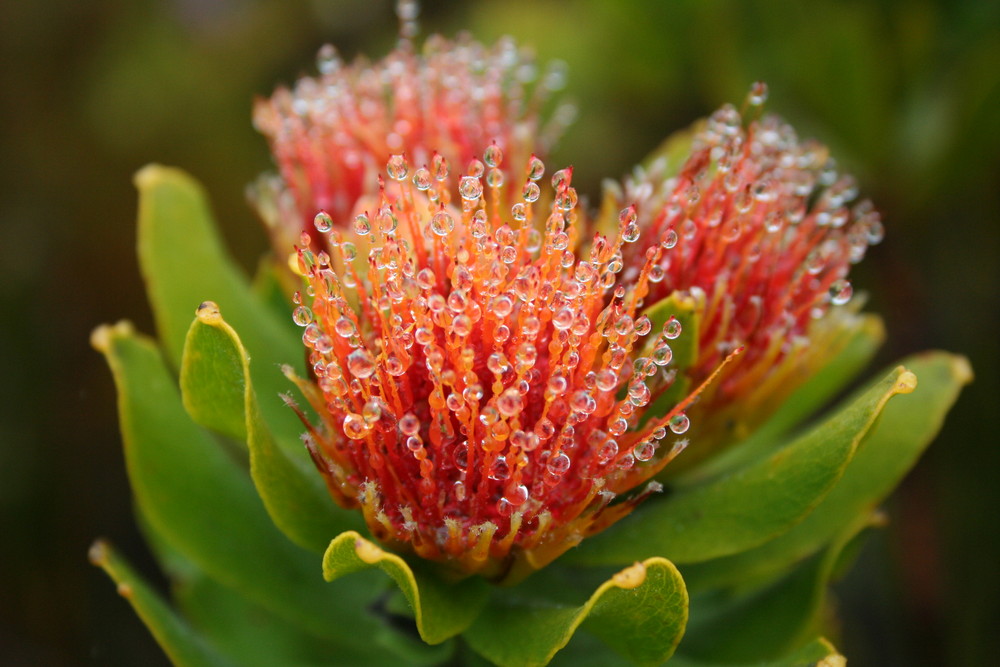 Protea mit Tautropfen