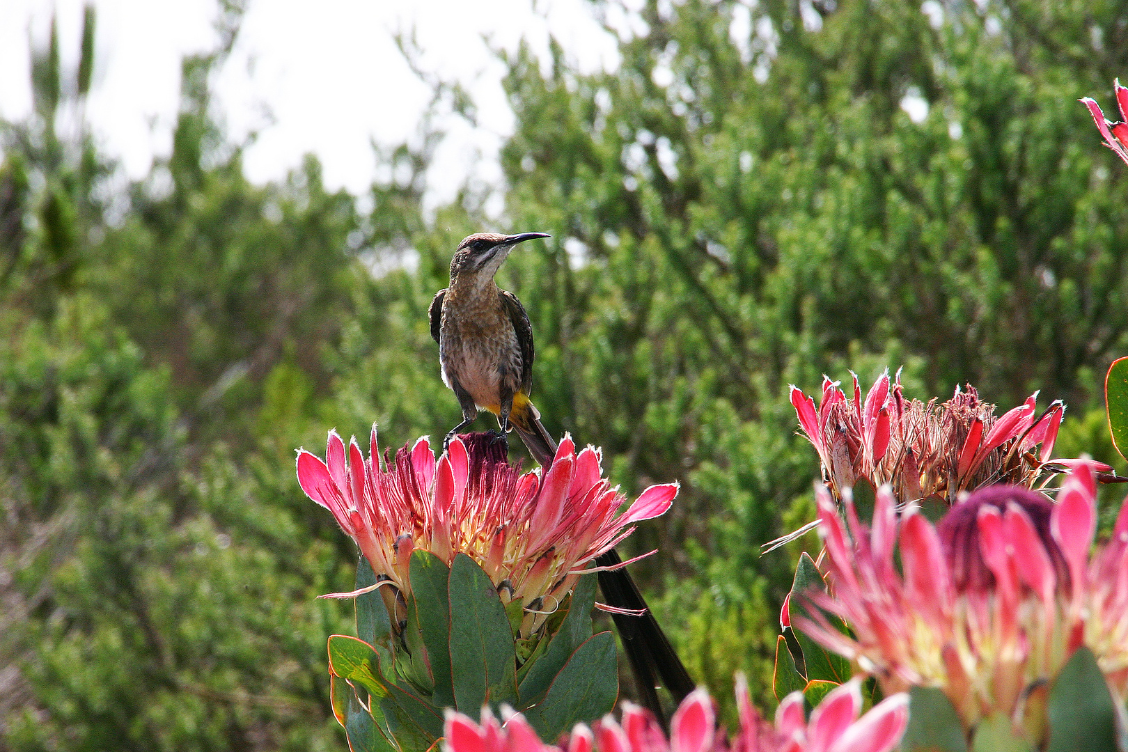 Protea mit Vogel