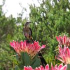 Protea mit Vogel