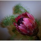 Protea mit Zypressen-Wolfsmilch