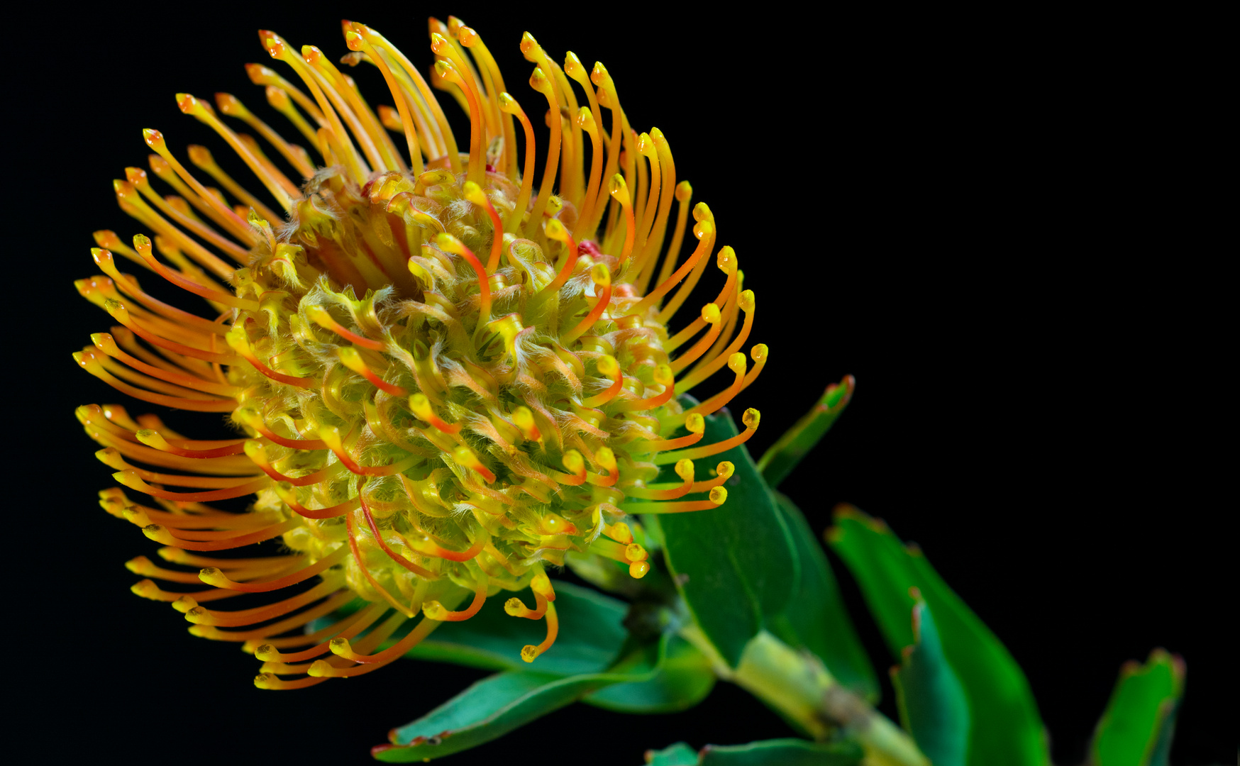 Protea - Nadelkissen