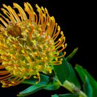 Protea - Nadelkissen