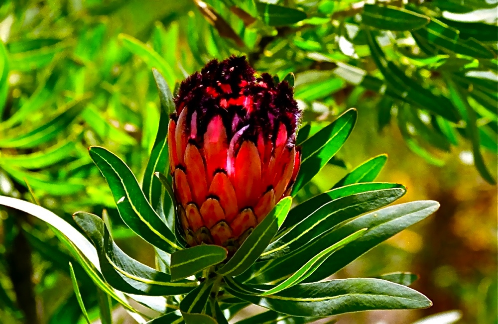 Protea nerifolia