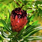 Protea nerifolia