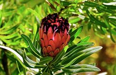 Protea nerifolia