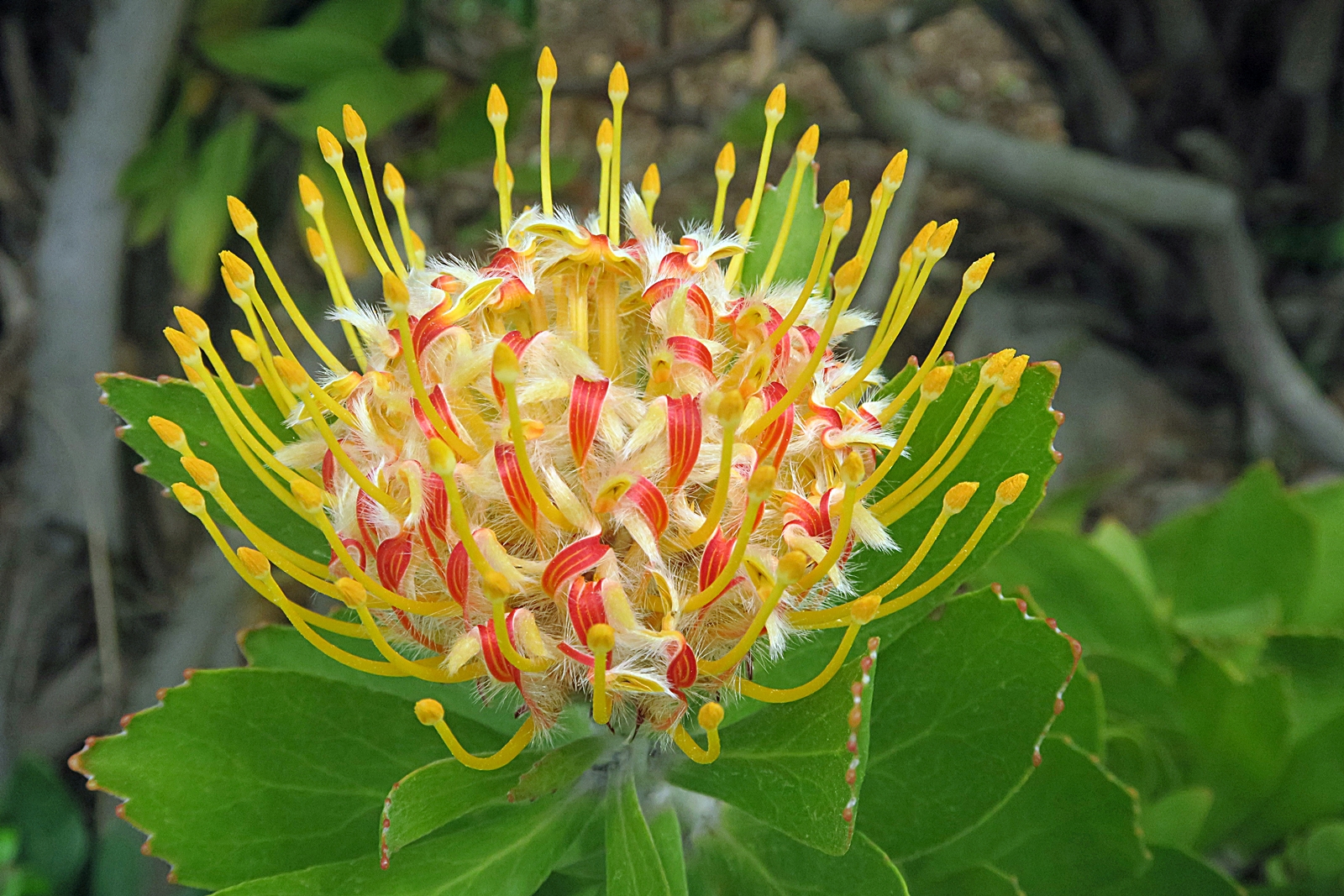 Protea nitida