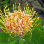 Protea nitida