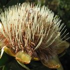 Protea oder Zuckerbusch; endemisch am Mount Kenia und Kilimanjaro