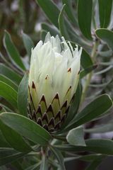 Protea optufisolia....