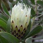 Protea optufisolia....