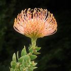 Protea orange 