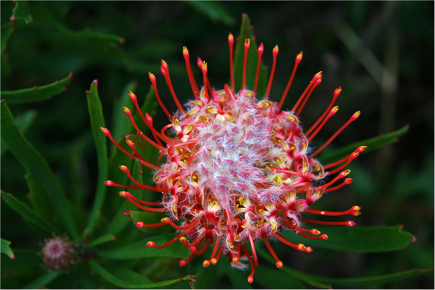 Protea Red Pin Cushion