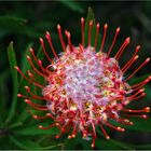 Protea Red Pin Cushion