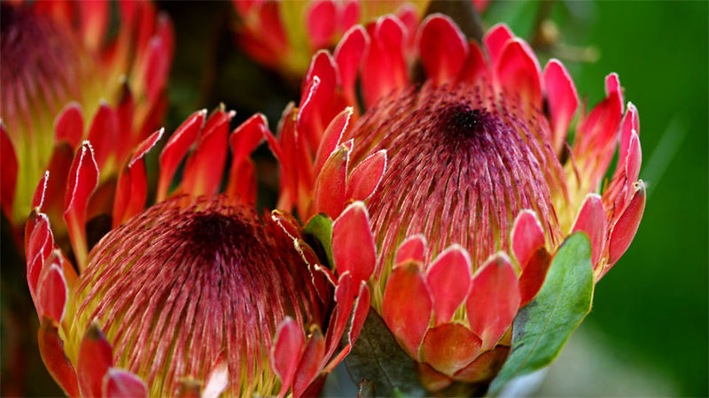 Protea spec., Proteaceae, OOE Landesgartenschau, Vöcklabruck, OOE / A