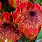 Protea spec., Proteaceae, OOE Landesgartenschau, Vöcklabruck, OOE / A