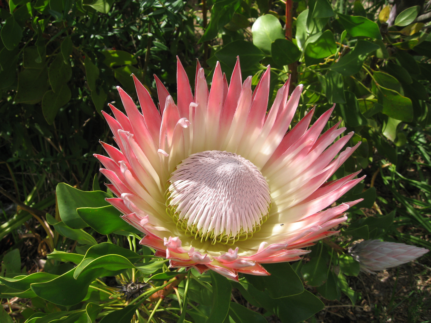 Protea (suikerbos)