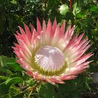 Protea (suikerbos)