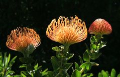 Protea-Trio