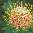 Protea (Zuckerstrauch)