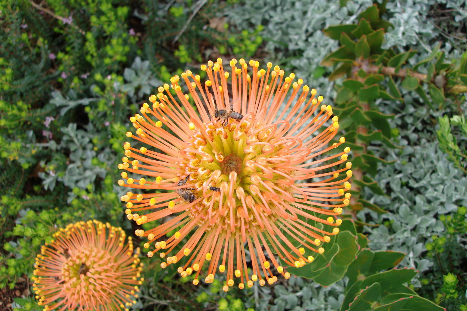 Protea07