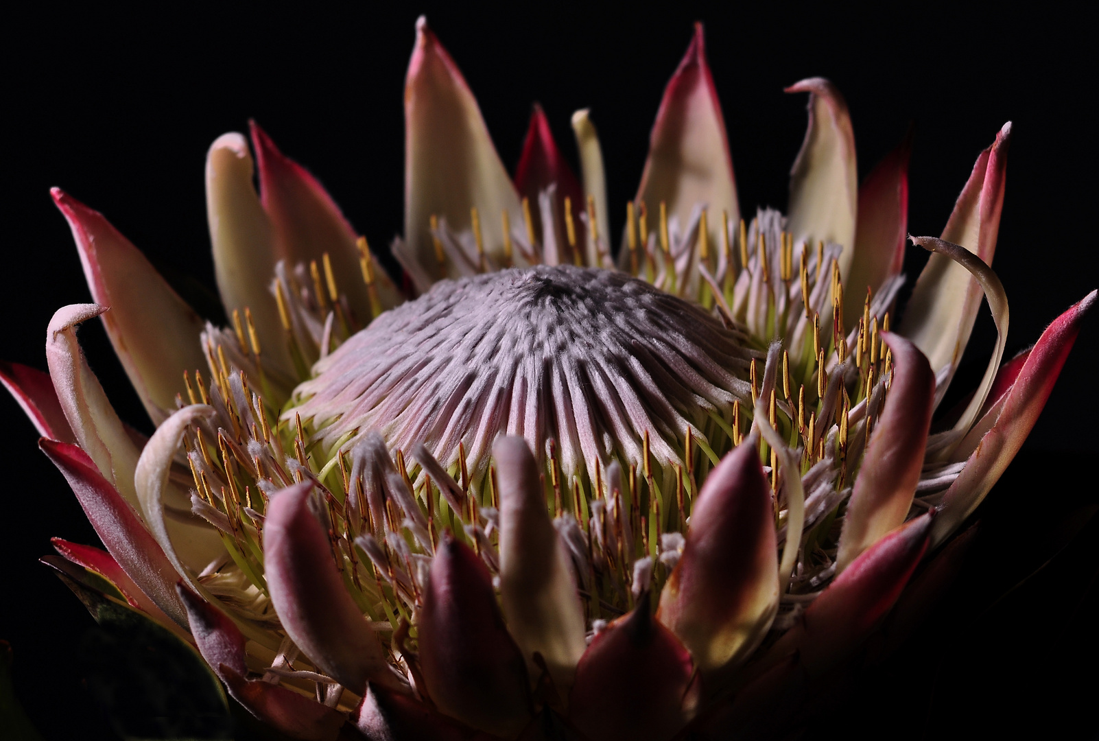 "PROTEA"2