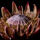 "PROTEA"2