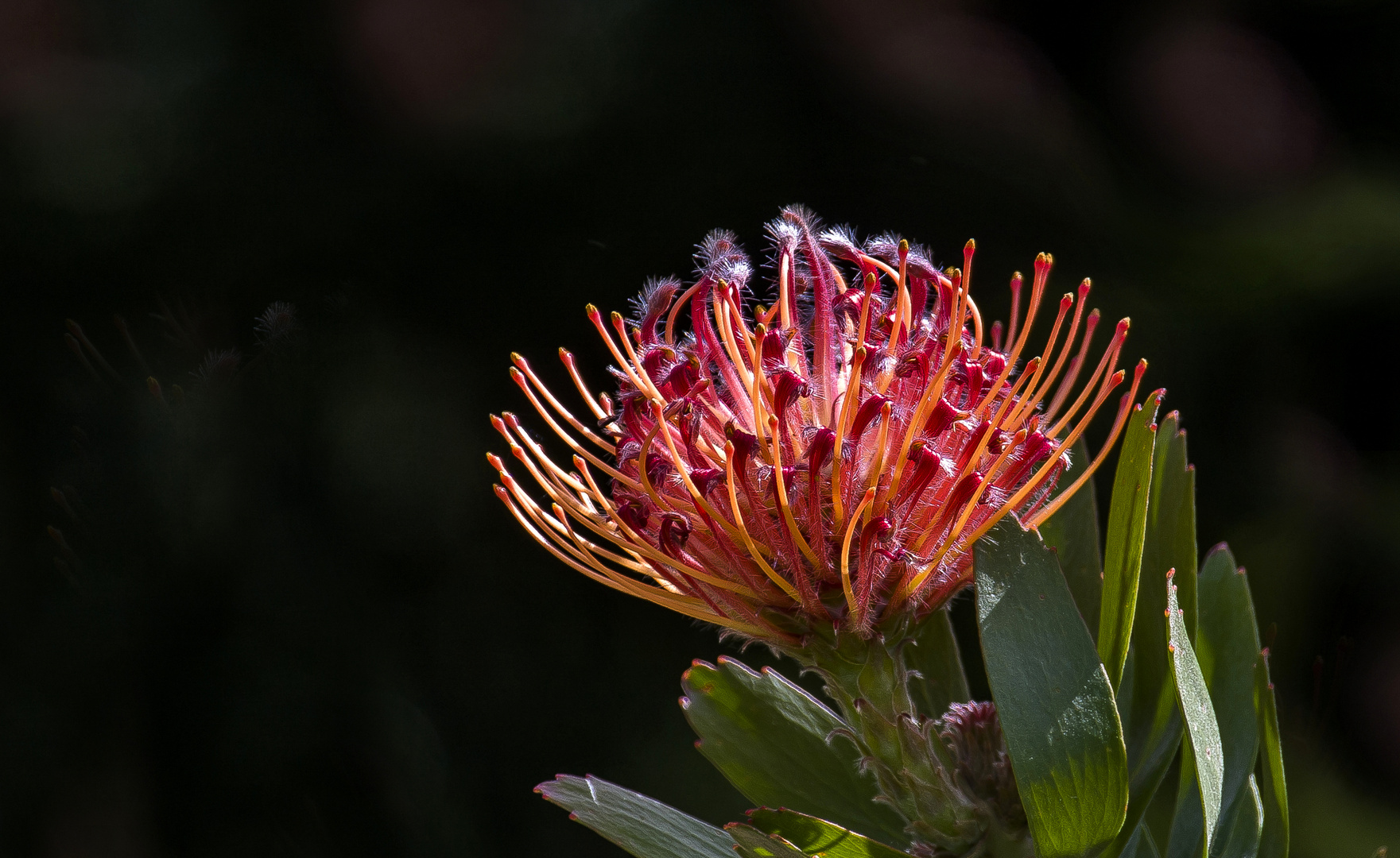 proteaceae