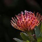 proteaceae