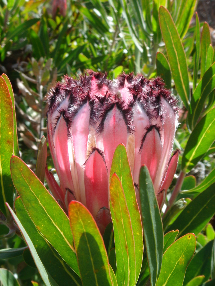 Proteaceae (Silberbaumgewächse)