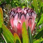 Proteaceae (Silberbaumgewächse)