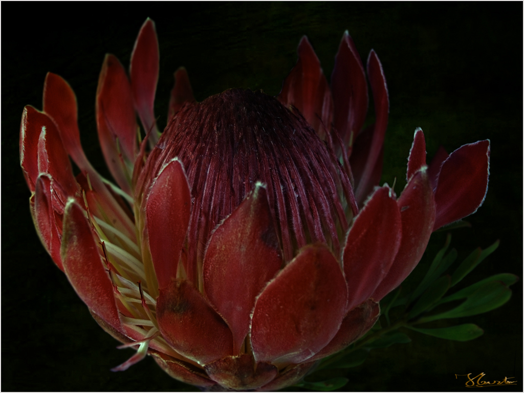 PROTEA.......MUNDI