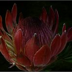 PROTEA.......MUNDI