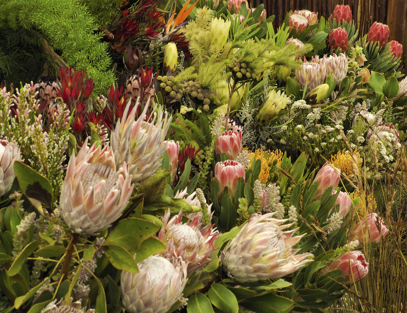 Proteas in London bei Chelsey Flowershow