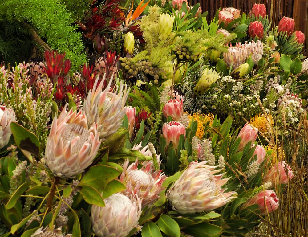 Proteas in London bei Chelsey Flowershow