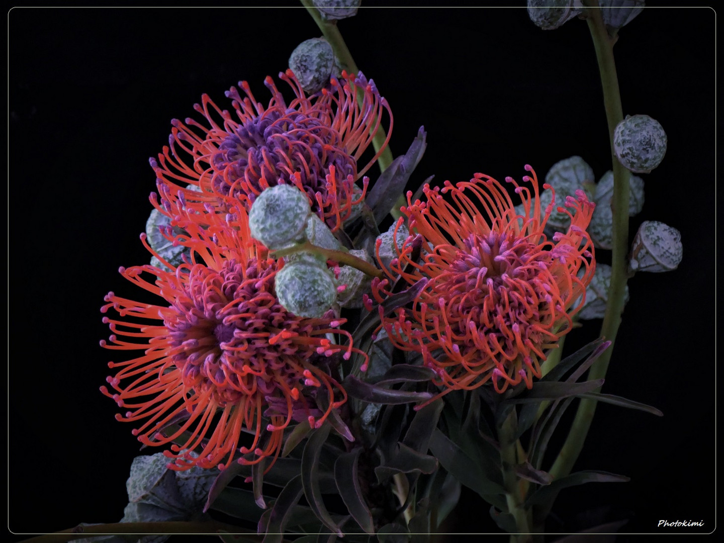 Proteas mit Eukalyptuszweigen 