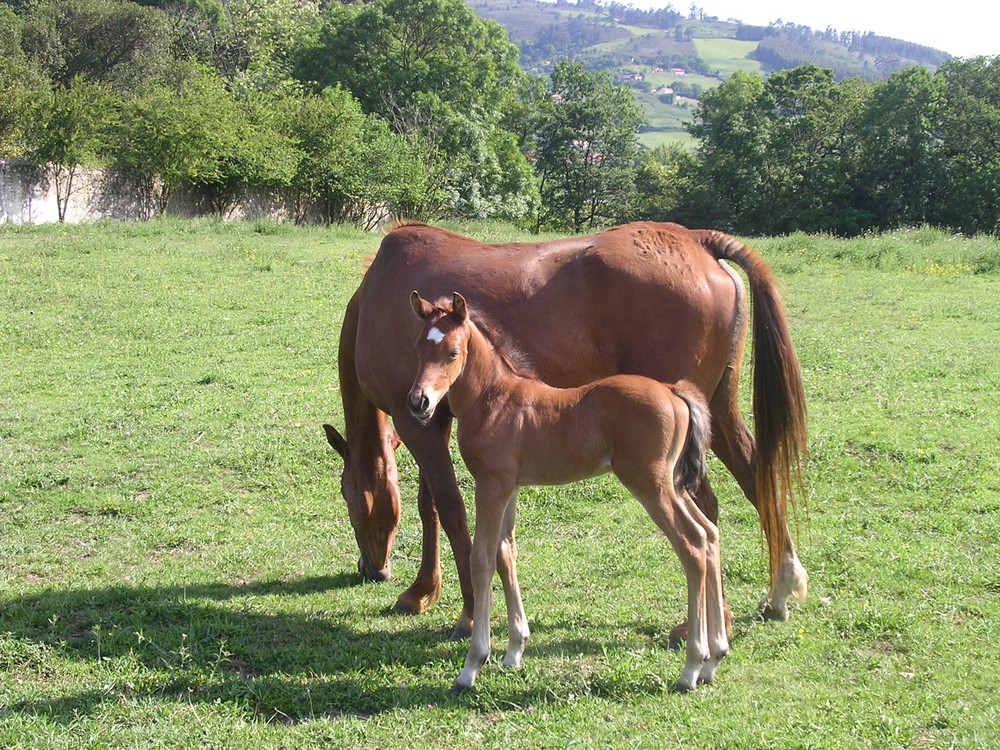 Protección