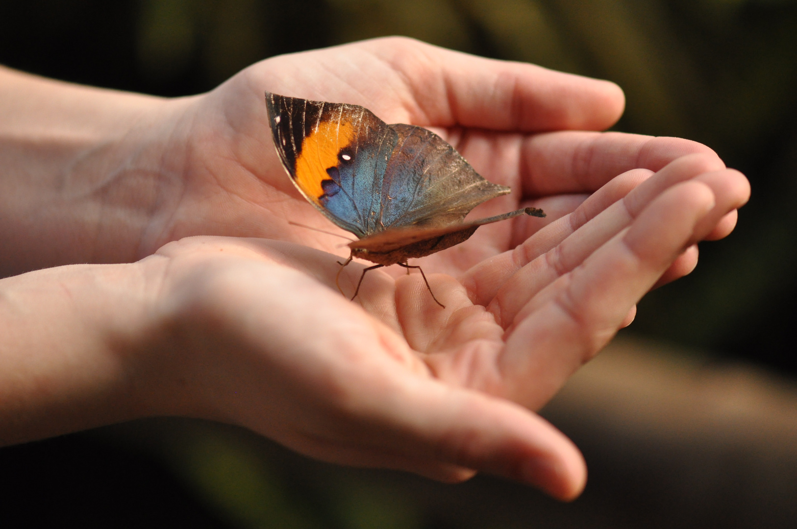 Protect the butterflys