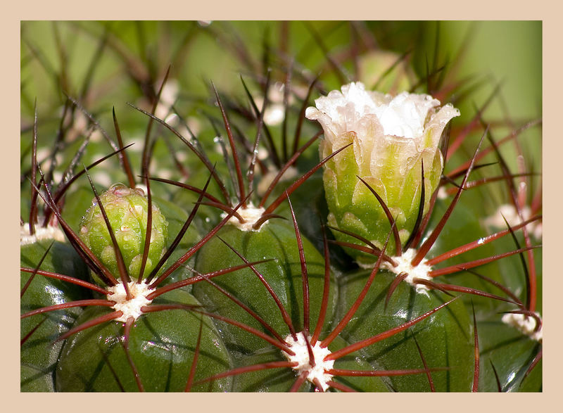 protected flowers