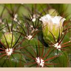 protected flowers