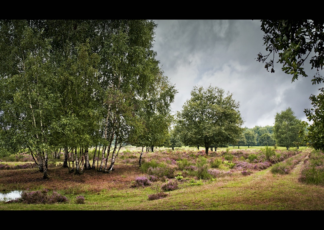 Protected Heathland