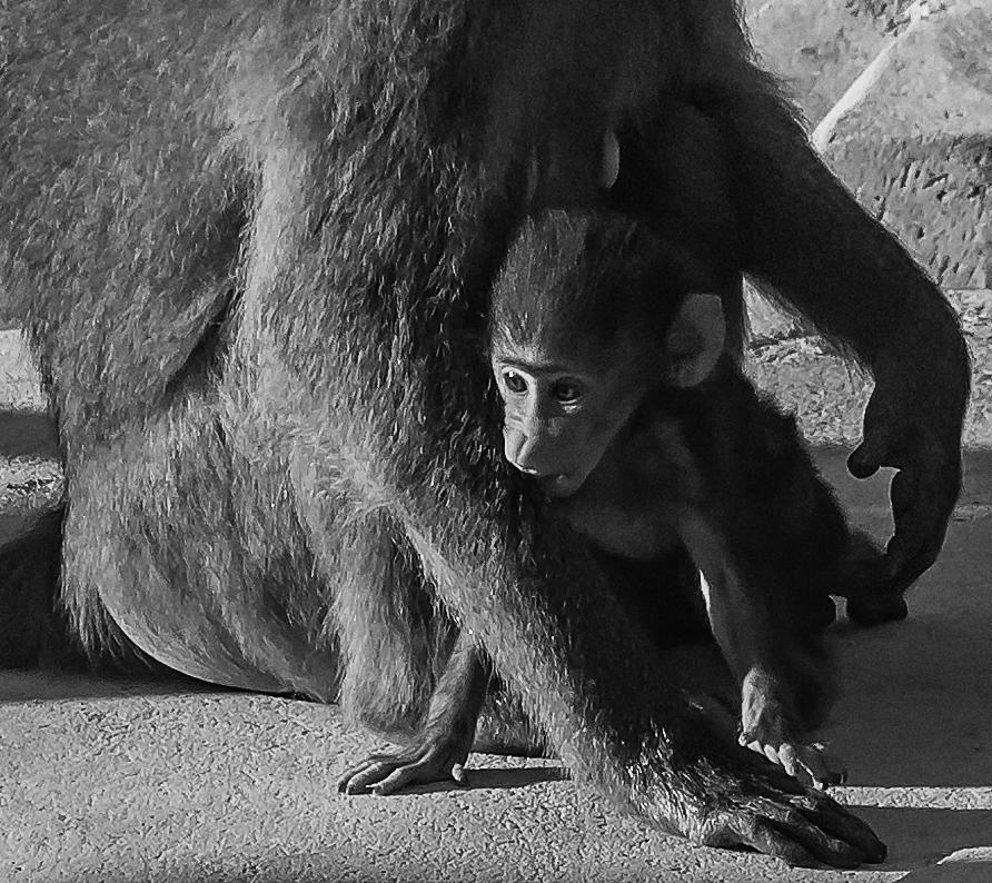 Protection d'une mère 