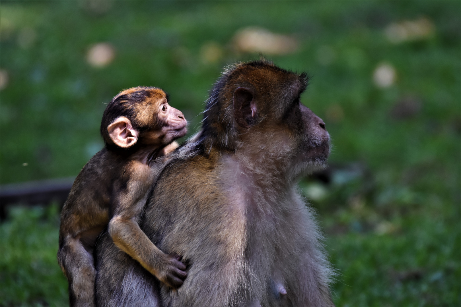 Protection maternelle