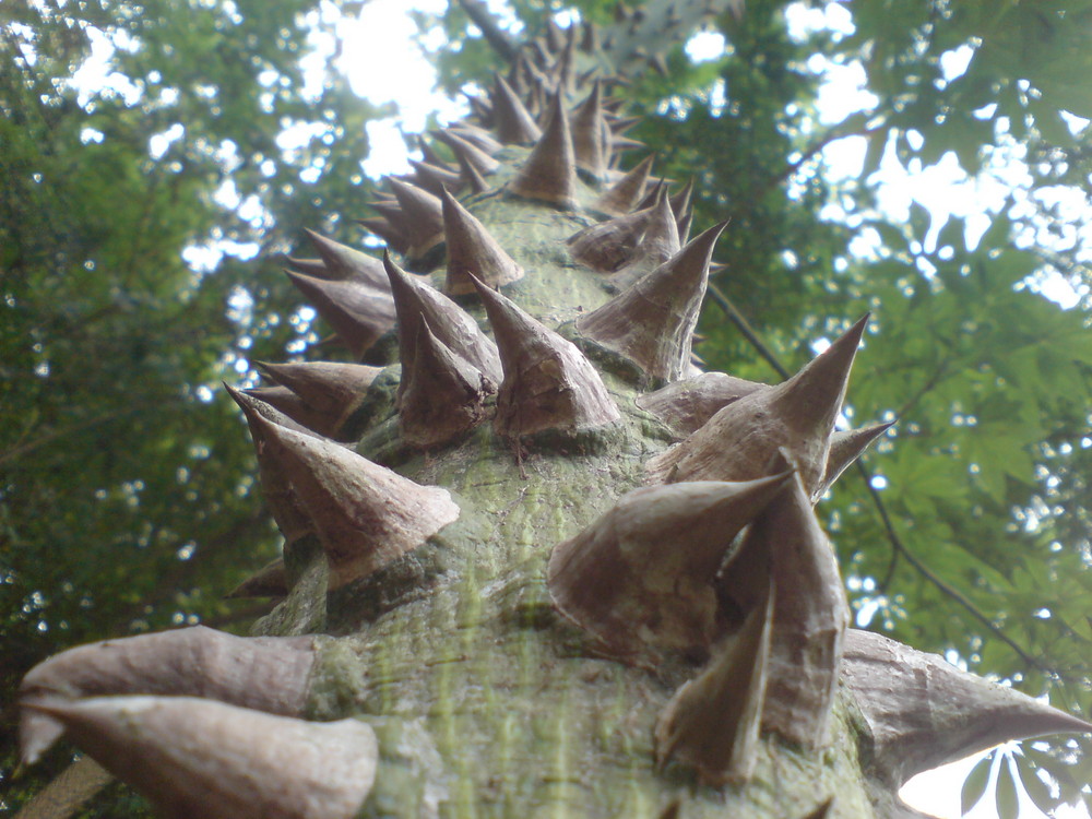 Protection of the nature (Proteção da natureza)